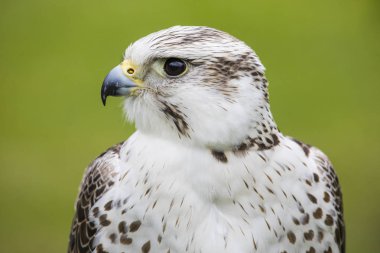 Chester, İngiltere - 1 Ağustos 2018: A ulu Falcon Chester Katedrali şahinle ve doğa bahçeleri Chester, İngiltere'de şehir. Bu tür Orta Avrupa patikasını Asya'da Mançurya için bulunur.