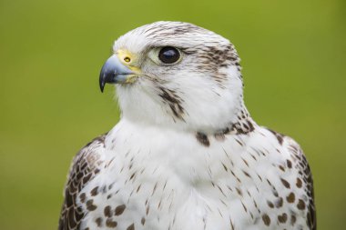 Chester, İngiltere - 1 Ağustos 2018: A ulu Falcon Chester Katedrali şahinle ve doğa bahçeleri Chester, İngiltere'de şehir. Bu tür Orta Avrupa patikasını Asya'da Mançurya için bulunur.