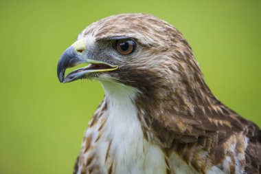 Chester, İngiltere - 1 Ağustos 2018: A Red-Tailed şahin Chester Katedrali şahinle ve doğa Bahçeleri'nin şehir adını Chester, İngiltere.  