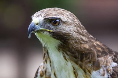 Chester, İngiltere - 1 Ağustos 2018: A Red-Tailed şahin Chester Katedrali şahinle ve doğa Bahçeleri'nin şehir adını Chester, İngiltere.  