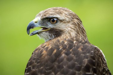 Chester, İngiltere - 1 Ağustos 2018: A Red-Tailed şahin Chester Katedrali şahinle ve doğa Bahçeleri'nin şehir adını Chester, İngiltere.  