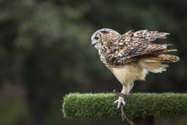 Chester, İngiltere - 1 Ağustos 2018: Hint kartal-baykuş Chester Katedrali şahinle ve doğa Bahçeleri'nin şehir adını Chester, İngiltere. 
