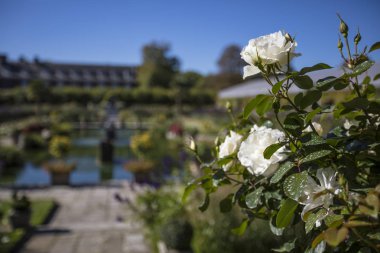 Londra, İngiltere - 27th Eylül 2018: Kensington Sarayı Londra, İngiltere'de batık Garden'da, beyaz bir gül bir close-up. 