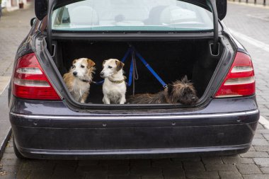 Üç köpek onların sahip bir araba Boot sabırla bekliyor.