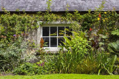 Blarney, İrlanda - 16 Ağustos 2018: güzel bitki ve çiçekler İrlanda tarihi Blarney kalede arazisinde. 