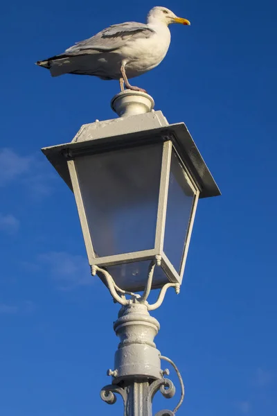 Seagul Empoleirado Dos Lamplights Famosa Hapenny Bridge Cidade Dublin República — Fotografia de Stock