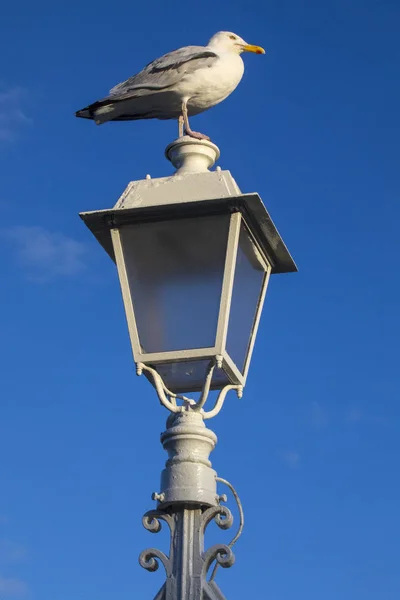 Une Gul Mer Perchée Sur Une Des Lampes Célèbre Pont — Photo