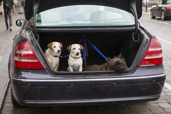 Three dogs waiting patiently for their owner in the boot of a car.