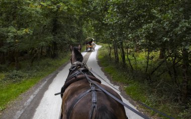 Killarney, İrlanda - 17th Ağustos 2018: şen Ride County Kerry, İrlanda üzerinden Killarney Milli Parkı. 