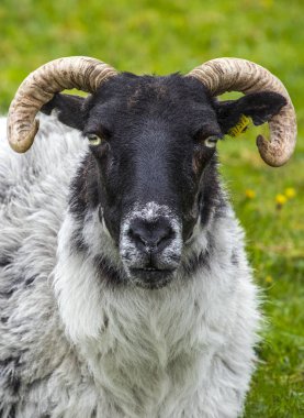 A sheep on Achill Island, County Mayo in Ireland.
