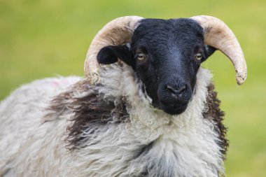 A sheep on Achill Island, County Mayo in Ireland.