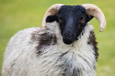 A sheep on Achill Island, County Mayo in Ireland.