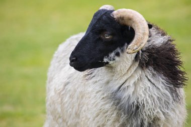 A sheep on Achill Island, County Mayo in Ireland.