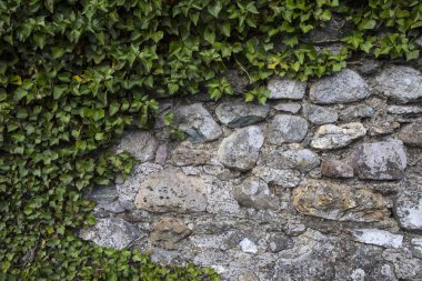 Şube ve asma üzerinde büyüyen yıpranmış bir duvarla. 
