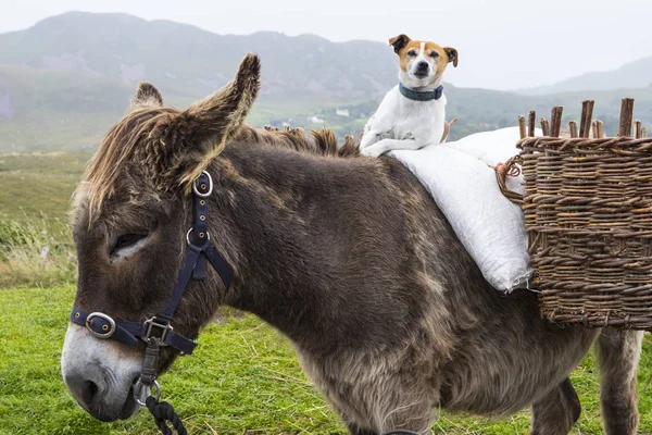 Dog Sitting Pony County Kerry Republic Ireland — Stock Photo, Image