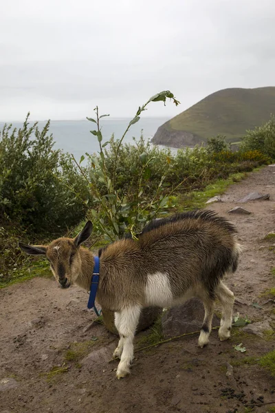 Goat Ring Kerry County Kerry Republic Ireland — Stock Photo, Image