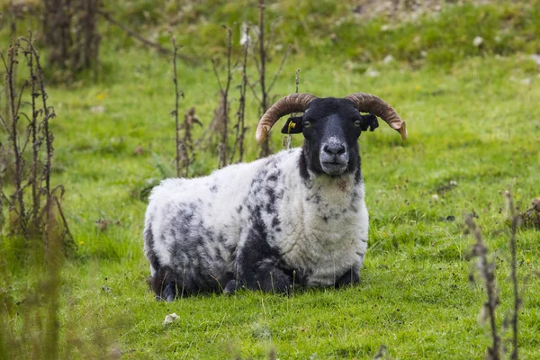 Una Oveja Achill Island Condado Mayo Irlanda — Foto de Stock