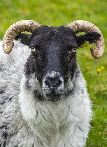 Una Oveja Achill Island Condado Mayo Irlanda — Foto de Stock