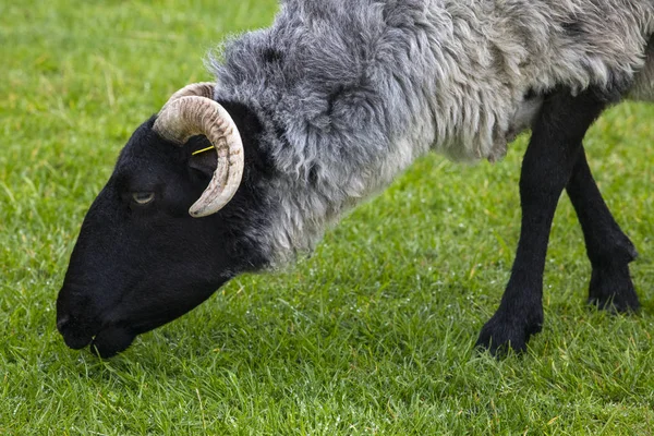 Una Oveja Achill Island Condado Mayo Irlanda — Foto de Stock