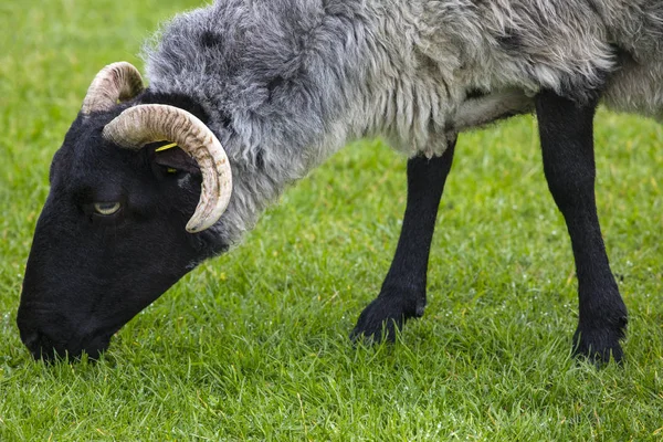 Una Oveja Achill Island Condado Mayo Irlanda — Foto de Stock