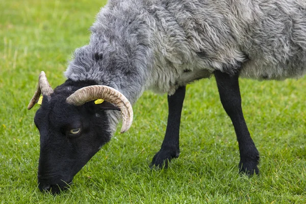 Ovce Ostrově Achill Island Hrabství Mayo Irsku — Stock fotografie