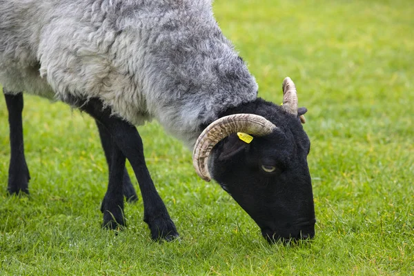 Una Oveja Achill Island Condado Mayo Irlanda — Foto de Stock