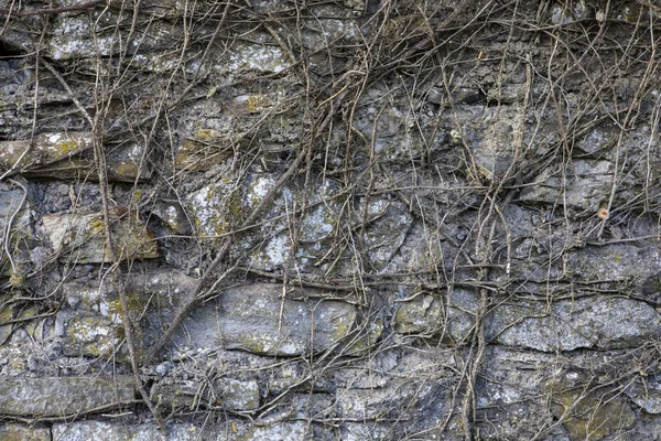 Muro Intemperie Con Rami Viti Che Crescono Esso — Foto Stock