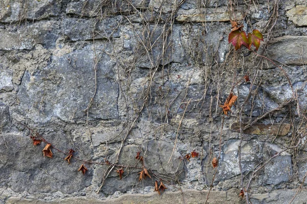 Şube Üzerinde Büyüyen Sarmaşıklar Ile Yıpranmış Bir Duvar — Stok fotoğraf