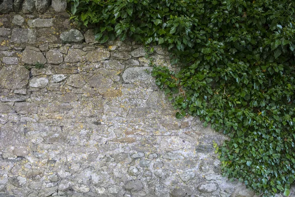 Una Pared Erosionada Con Ramas Vides Creciendo Ella — Foto de Stock