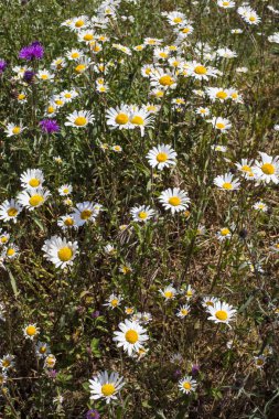 Kır çiçekleri Londra River Lee gezinti towpath boyunca yakından görmek. 