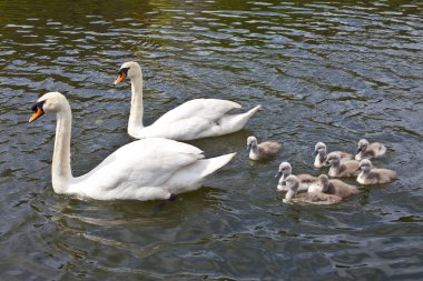 Onların Cygnets ile Yüzme iki Kuğu.