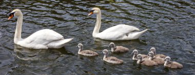Onların Cygnets ile Yüzme iki Kuğu.
