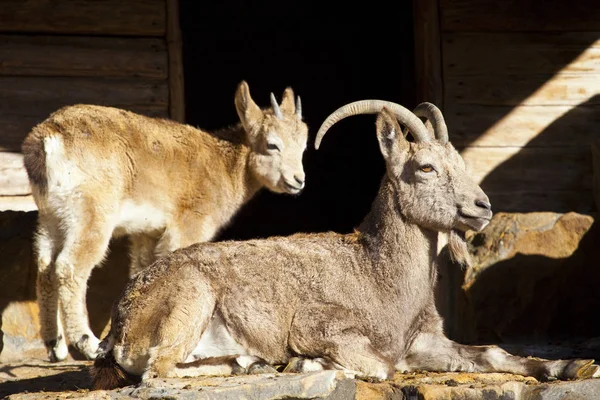 Two Ibex Captivity — Stock Photo, Image