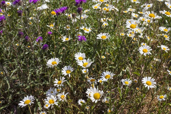 A close-up view of wild flowers along the River Lee Navigation towpath in London.