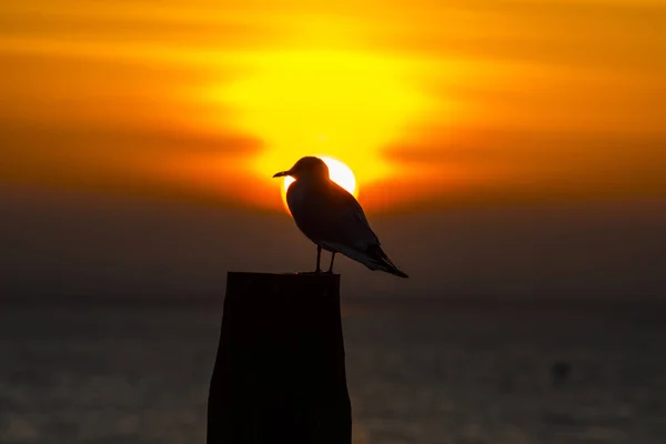 Seagull and the Setting Sun in Whitstable — Stock Photo, Image