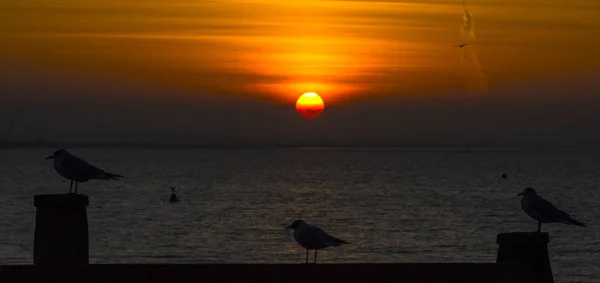 Seagulls and the Setting Sun in Whitstable — Stock Photo, Image