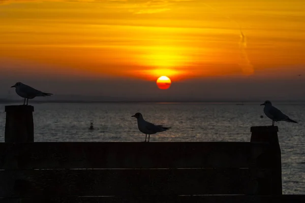 Seagulls and the Setting Sun in Whitstable — Stock Photo, Image