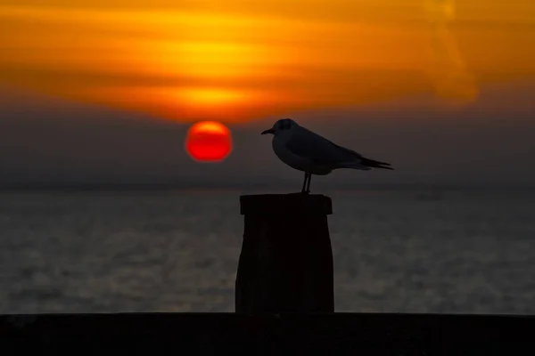 Seagull and the Setting Sun in Whitstable — Stock Photo, Image