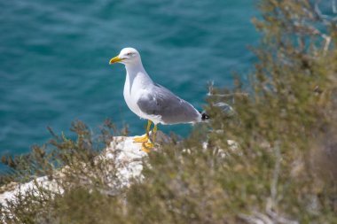 Benidorm'da Bir Gül