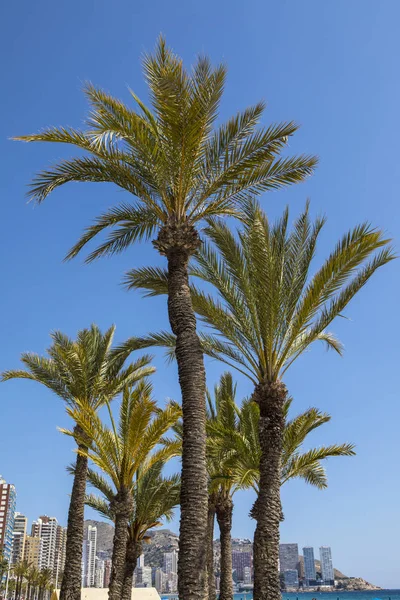Пальмові дерева в Бенідормі — стокове фото