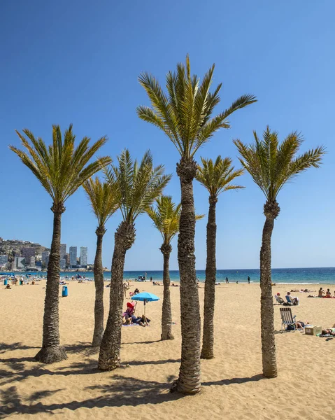 Palmeras en Benidorm — Foto de Stock