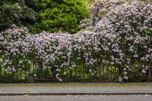 Vacker blomning i London — Stockfoto