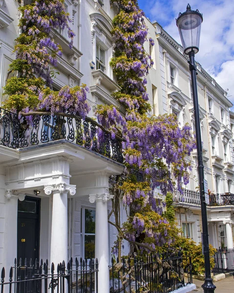 Wisteria en Londres — Foto de Stock