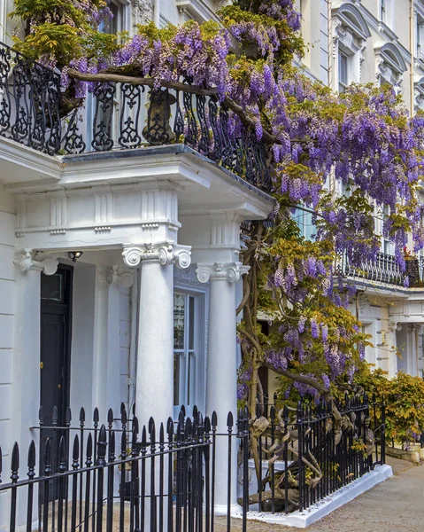 Bela Wisteria em Londres — Fotografia de Stock