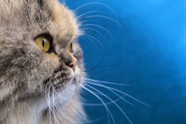 Bebek Yüz Farsça Kedi Portresi
