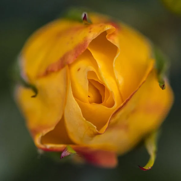 Nahaufnahme einer Rose — Stockfoto