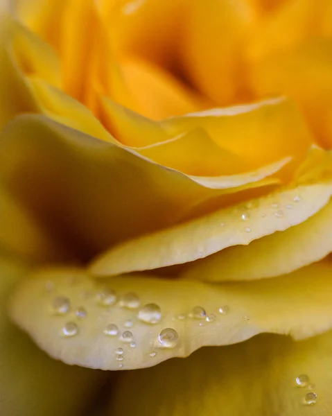 Wassertropfen auf einer Rose — Stockfoto