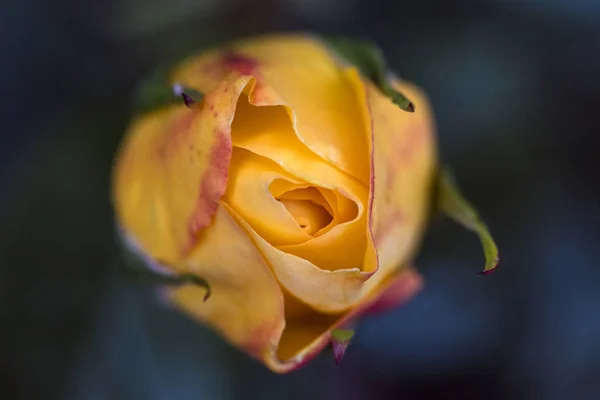 Nahaufnahme einer Rose — Stockfoto