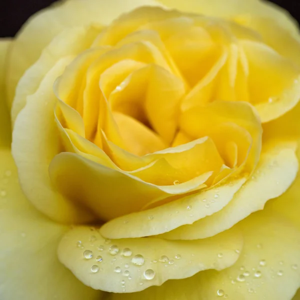 Wassertropfen auf einer Rose — Stockfoto