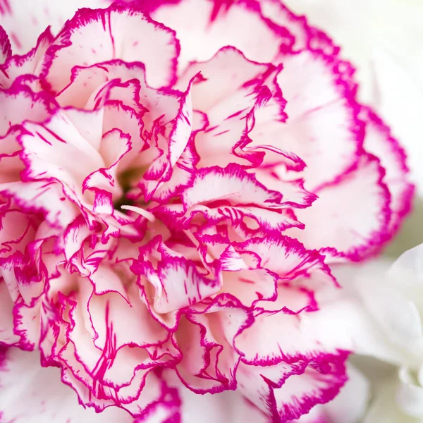 Carnation bloem — Stockfoto